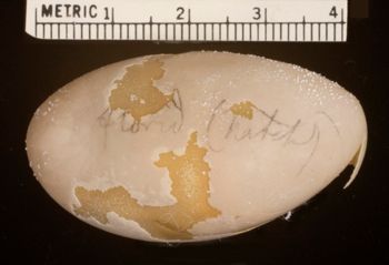 Media type: image;   Herpetology R-4928